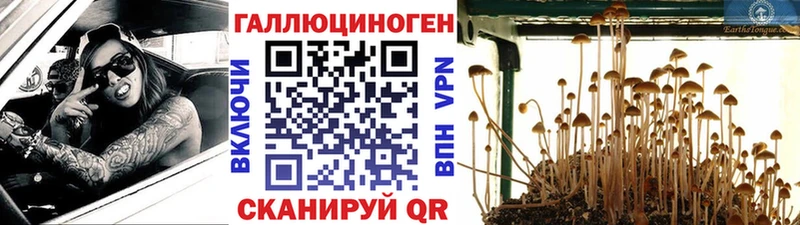 Галлюциногенные грибы GOLDEN TEACHER  где можно купить наркотик  Шуя 