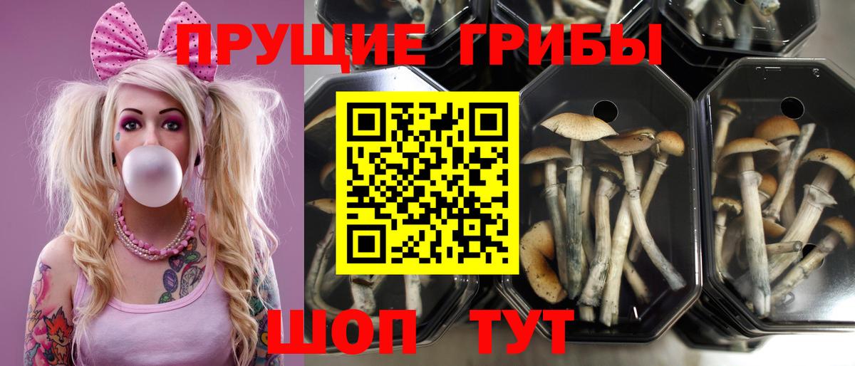 Галлюциногенные грибы Cubensis Шуя